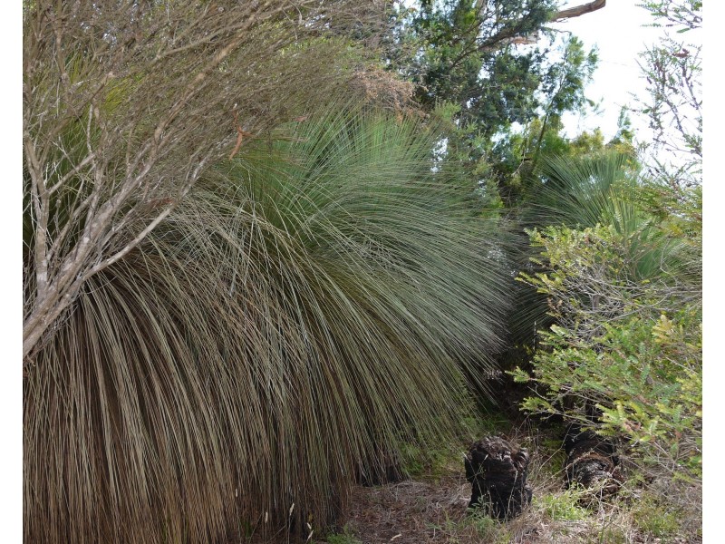 11 Richard Street, Bridport TAS 7262