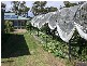 8 Blackwood Court, Ansons Bay TAS 7216