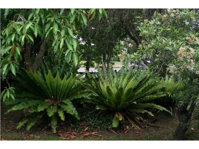 10 Knapp Avenue, Nowra NSW 2541