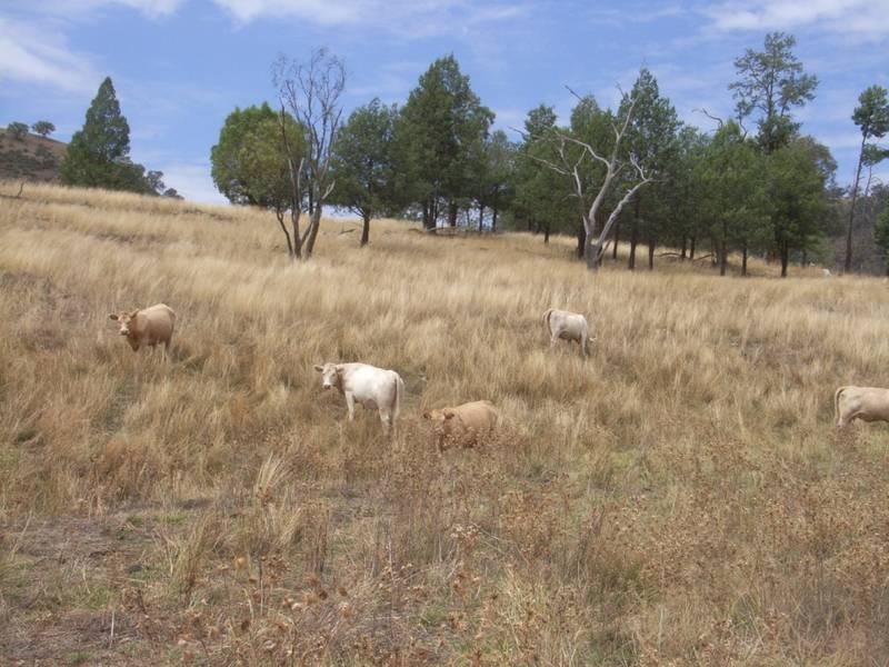 Mudgee NSW 2850