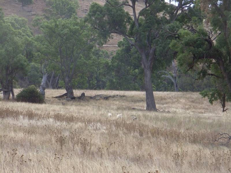 Mudgee NSW 2850
