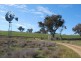 Gulgong NSW 2852