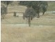 Mudgee NSW 2850
