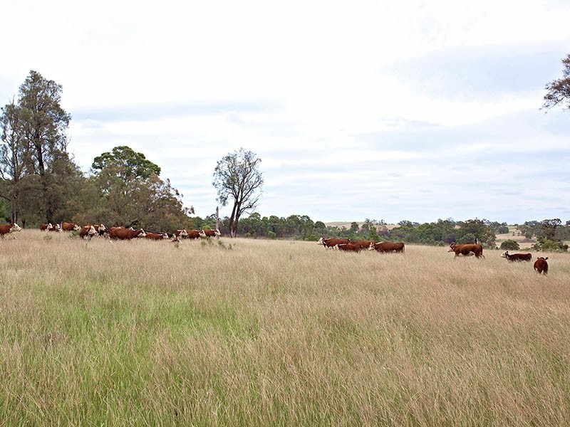 Gulgong NSW 2852