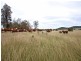 Gulgong NSW 2852