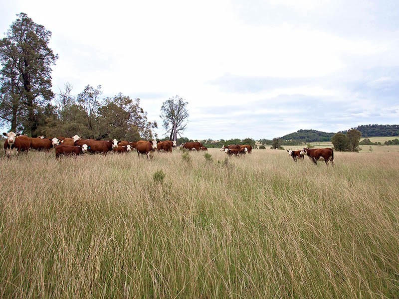 Gulgong NSW 2852