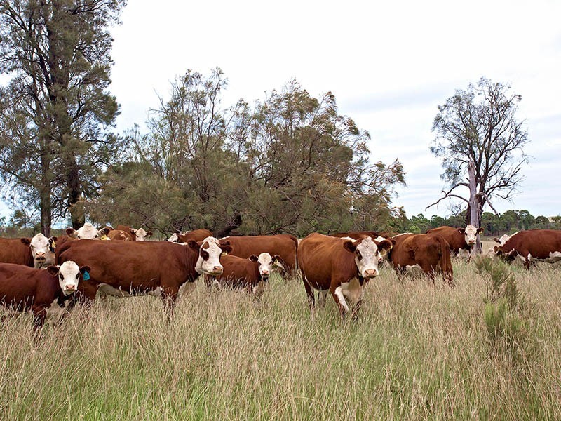 Gulgong NSW 2852