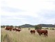 Gulgong NSW 2852