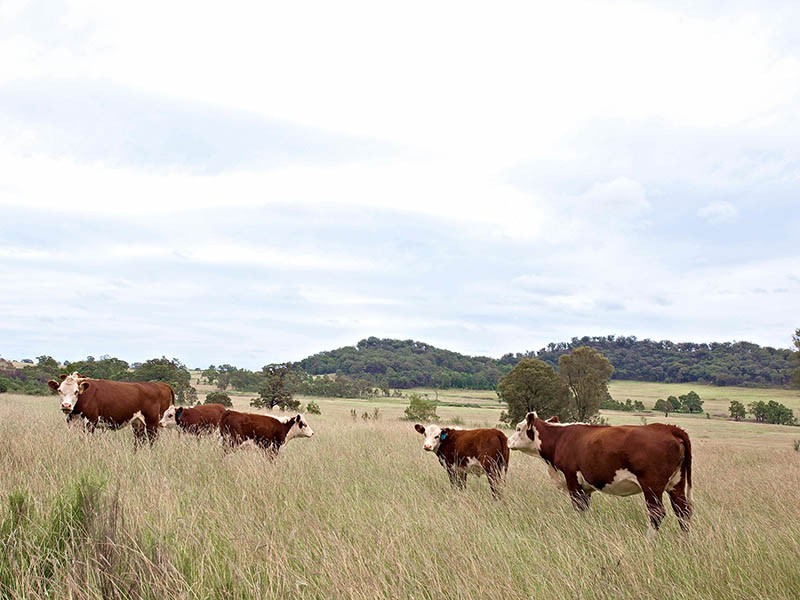 Gulgong NSW 2852