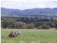Mudgee NSW 2850