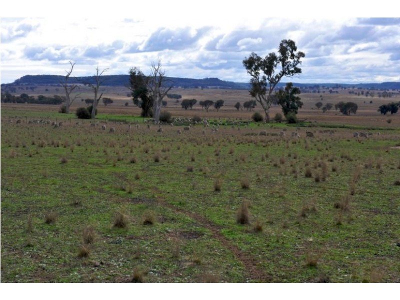 Gulgong NSW 2852