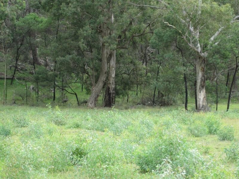 Mudgee NSW 2850