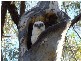 Mudgee NSW 2850