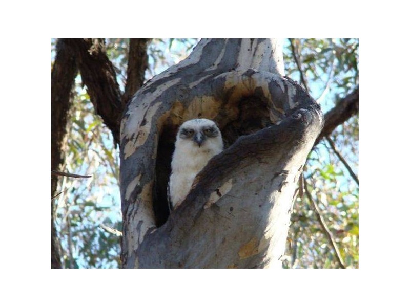 Mudgee NSW 2850