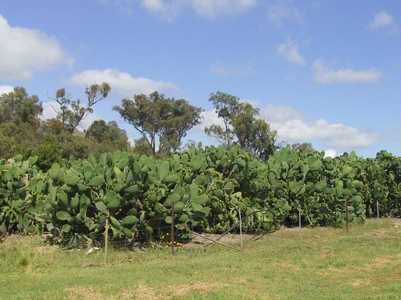 Rylstone NSW 2849
