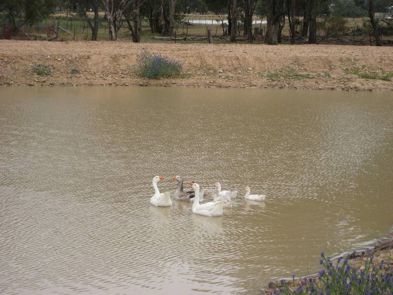 Mudgee NSW 2850