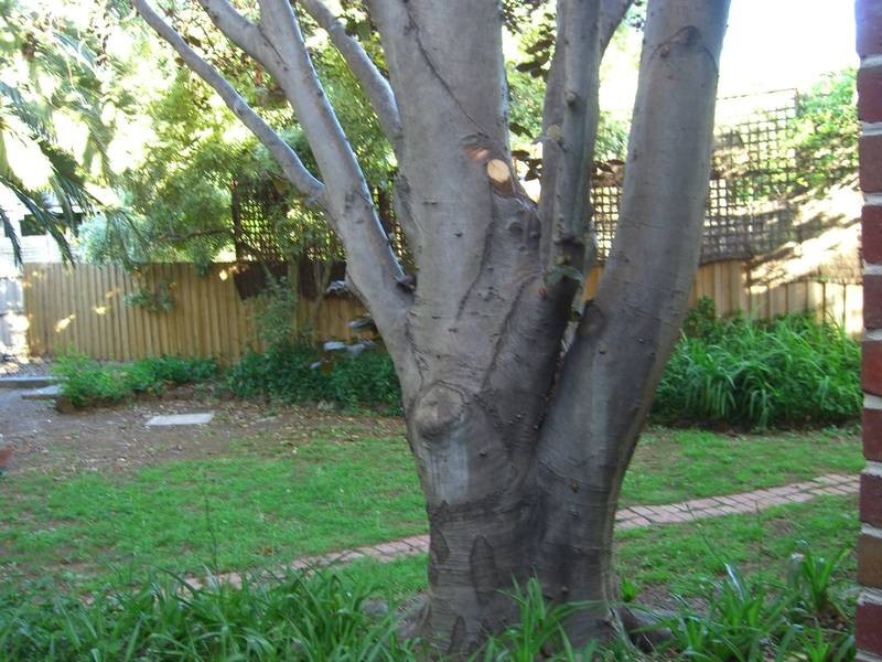 3 Woodlands Ave, Camberwell VIC 3124