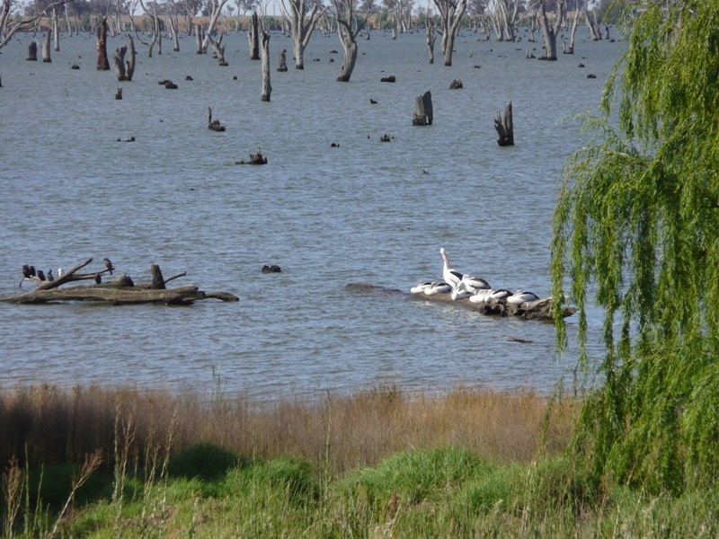 Lot 1,  Murray Valley Highway, Yarrawonga VIC 3730