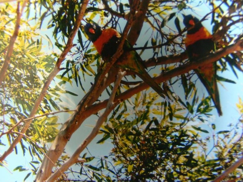 63 South Terrace, Lipson SA 5607