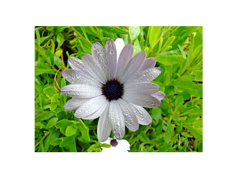 32 Paringa Avenue, Port Lincoln SA 5606