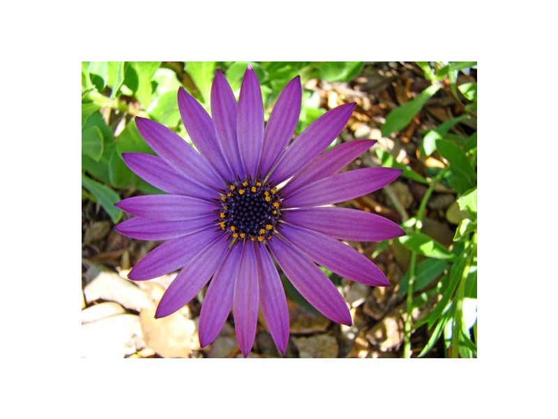 15 Kaye Drive, Port Lincoln SA 5606