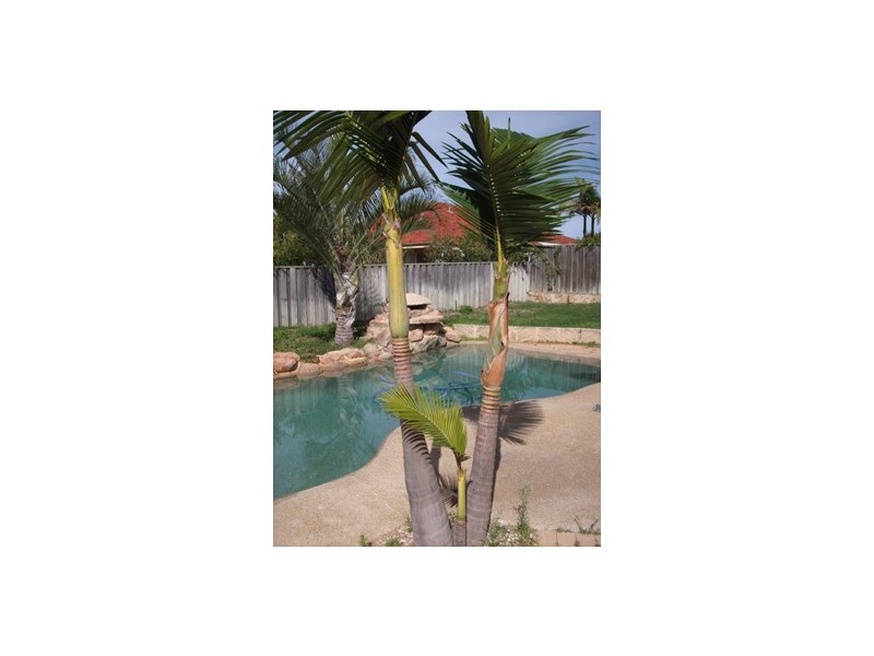 4 Sebago Court, Joondalup WA 6027