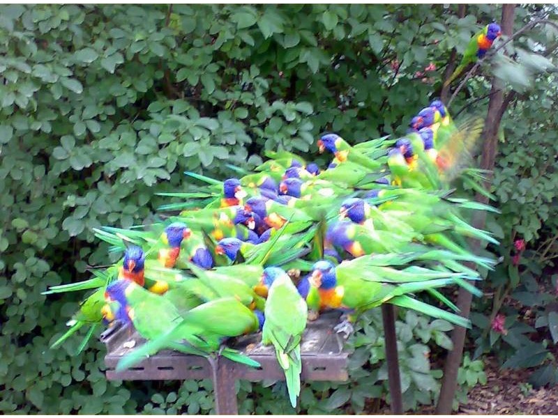 27 Threlfall Street, Eastwood NSW 2122