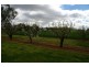 44 Carro Park Road, Cowra NSW 2794