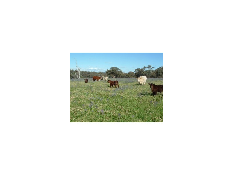 Elliotts Road, Crowther NSW 2803
