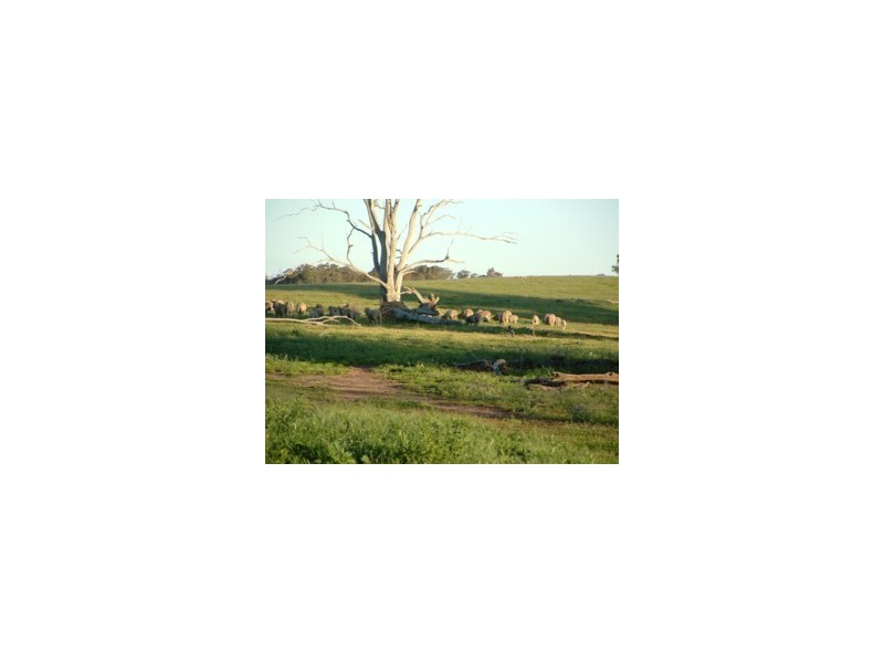 Elliotts Road, Crowther NSW 2803