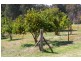 2557 Darbys Falls Road, Wyangala NSW 2808