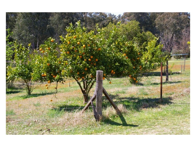 2557 Darbys Falls Road, Wyangala NSW 2808
