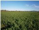 238 Kangarooby Road, Gooloogong NSW 2805