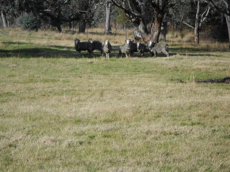 Lot 1,  Glen Avon Road, Darbys Falls NSW 2793