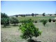 53 Badgery Road, Cowra NSW 2794