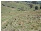Gee Lane, Cowra NSW 2794