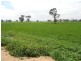Waterview Road, Gooloogong NSW 2805