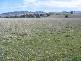 Lots 8 & 9 Dorset Lane, Cowra NSW 2794