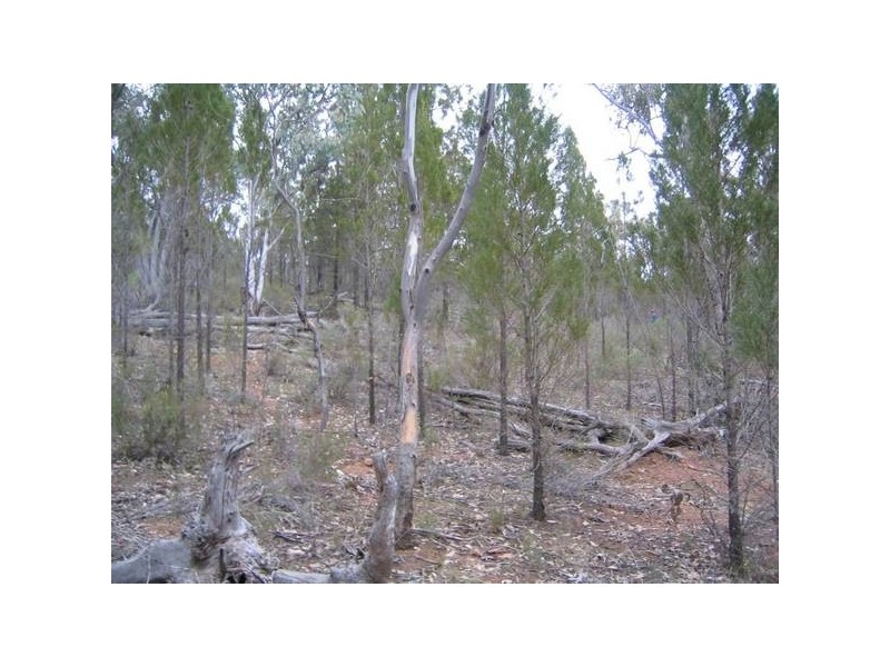 565 Pipe Clay Road, Koorawatha NSW 2807