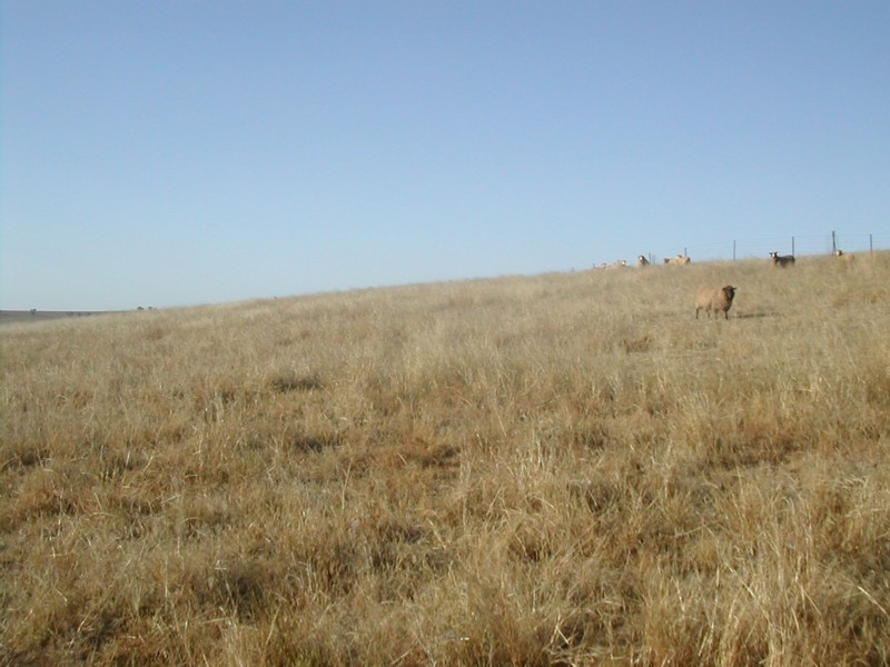 31 Red Lane, Canowindra NSW 2804