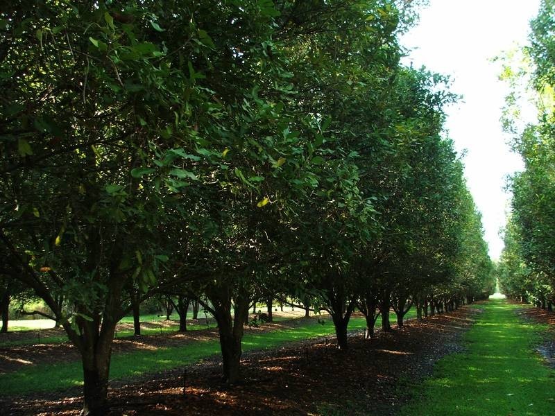 22 R Williams Road, Koumala QLD 4738