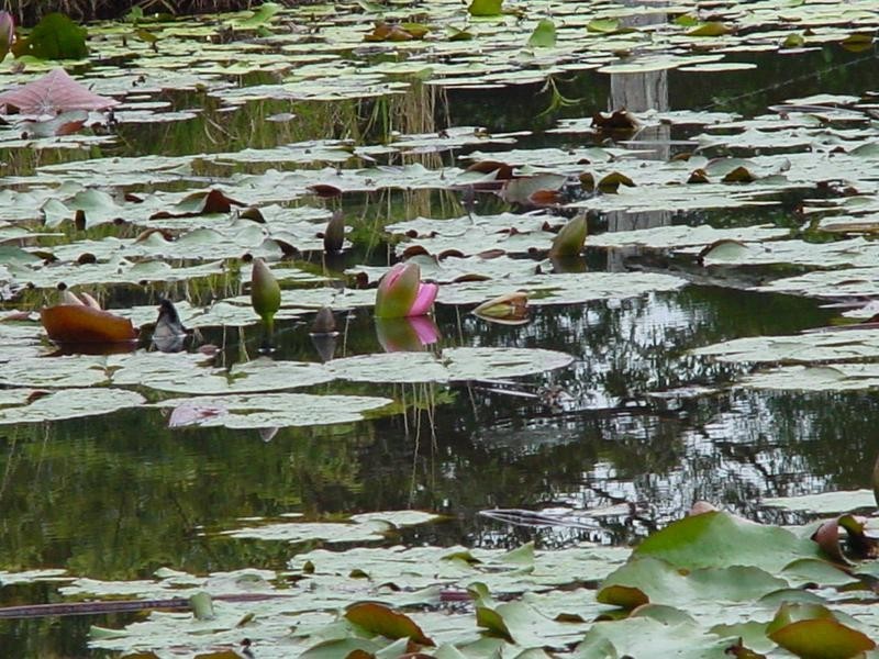 0531 Dalrymple Road, Dalrymple Heights QLD 4757