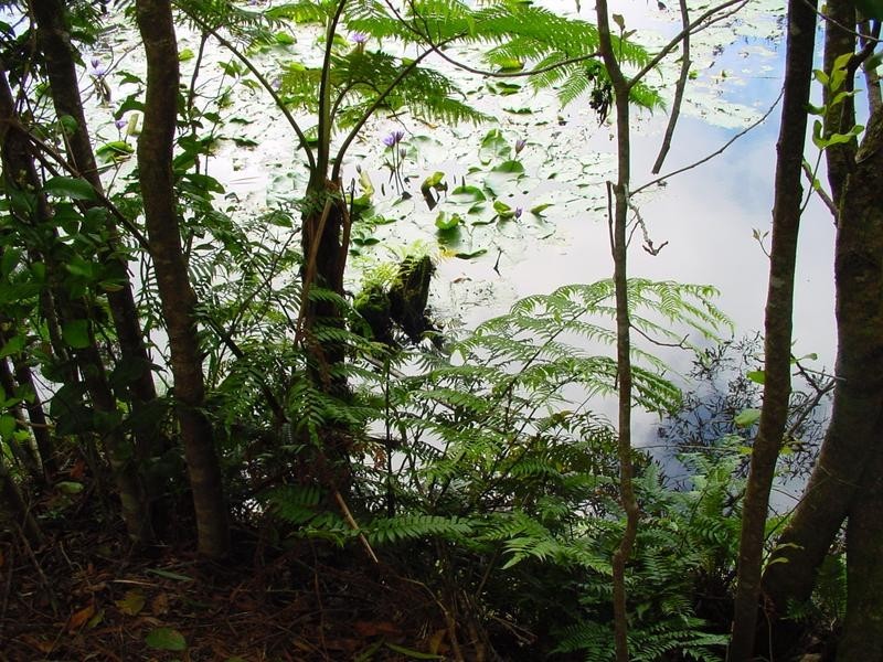 531 Dalrymple Road, Eungella QLD 4757