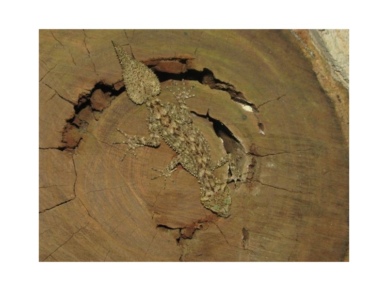 531 Dalrymple Road, Eungella QLD 4757