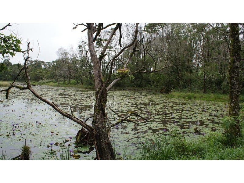 531 Dalrymple Road, Eungella QLD 4757