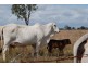 Lot 51 Coorumburra Road, Marlborough QLD 4705