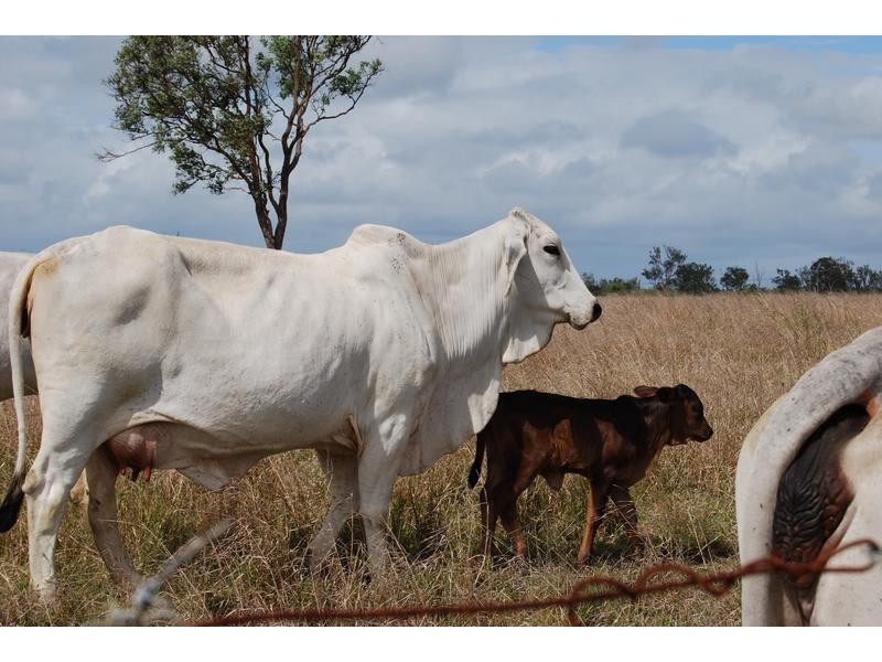 Lot 51 Coorumburra Road, Marlborough QLD 4705