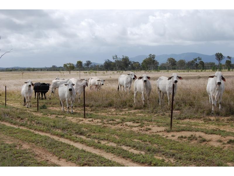 Lot 51 Coorumburra Road, Marlborough QLD 4705