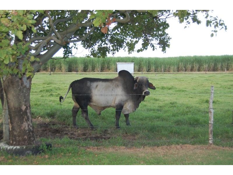 288 Dawlish Road, Sarina QLD 4737