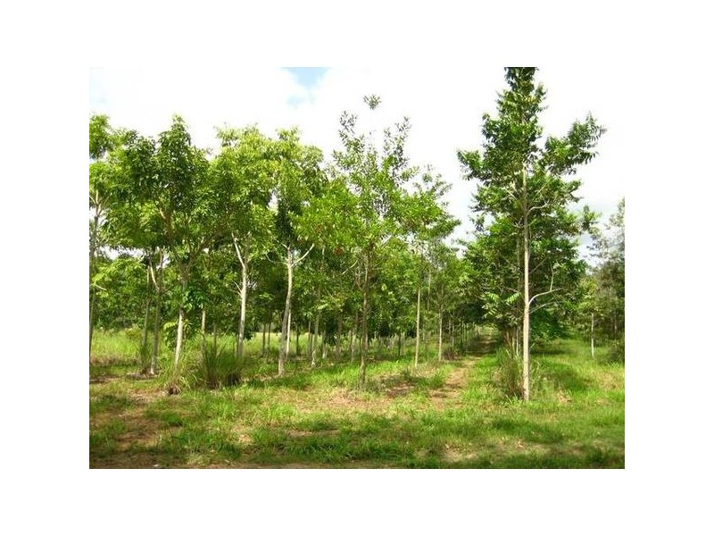 Craigs Road, Koumala QLD 4738